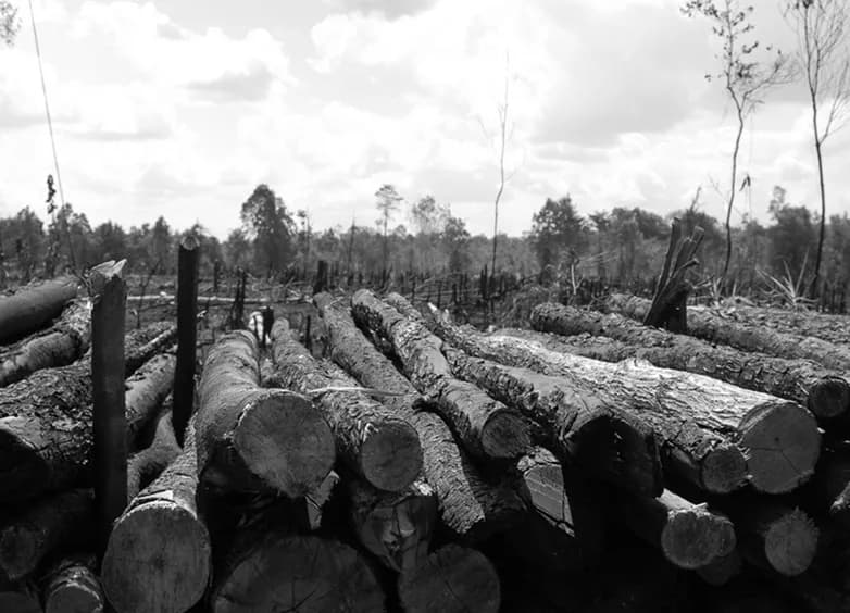 Illegal logging impact