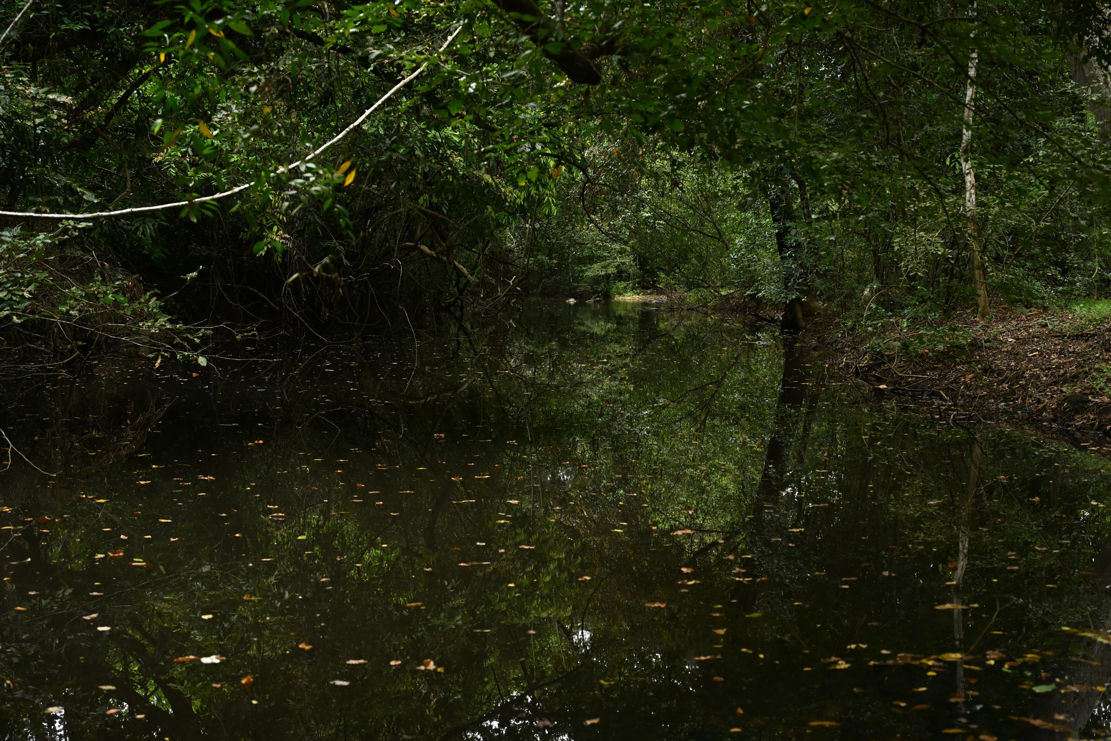 Natural Bath Experience