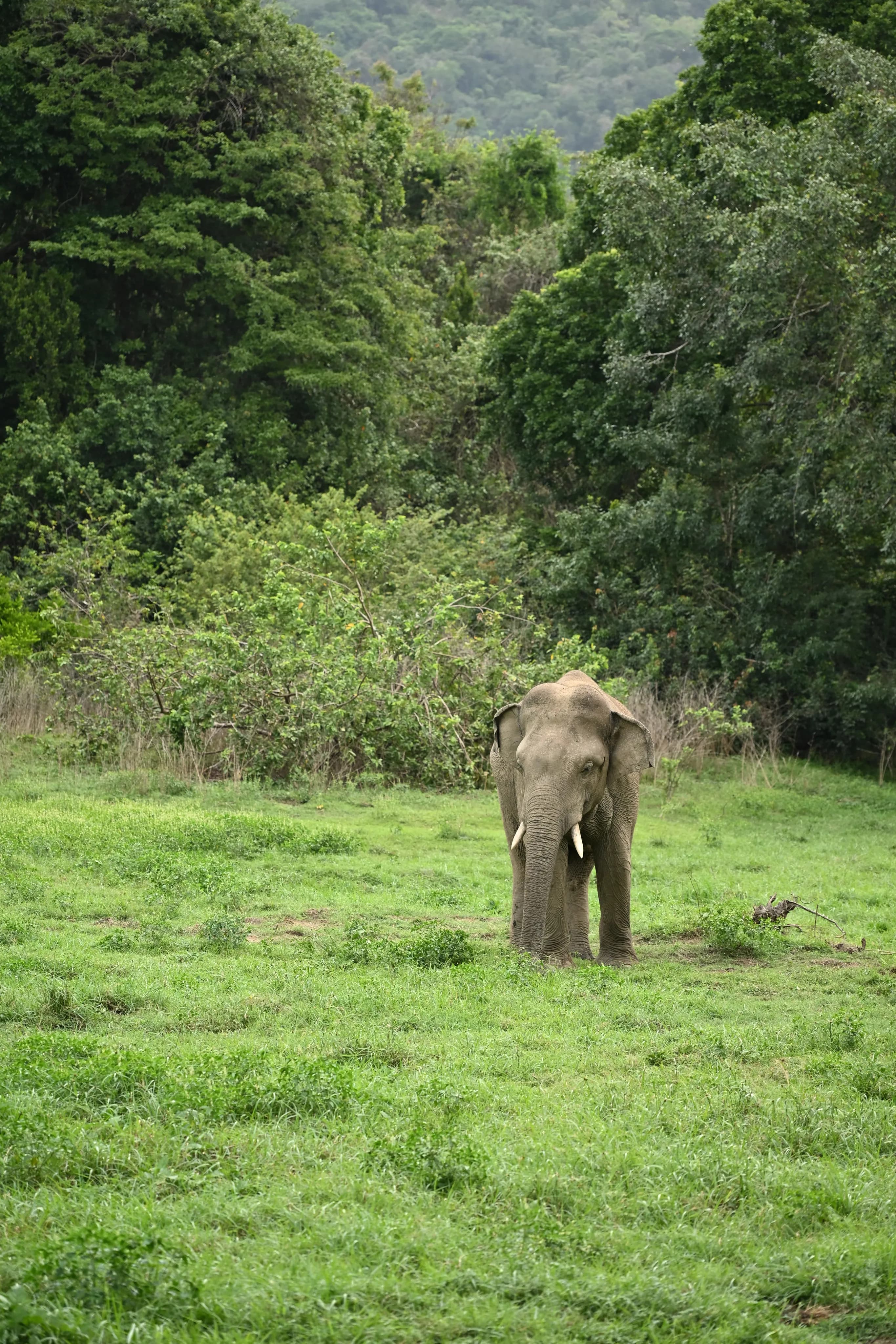 The Sri Lankan Elephant