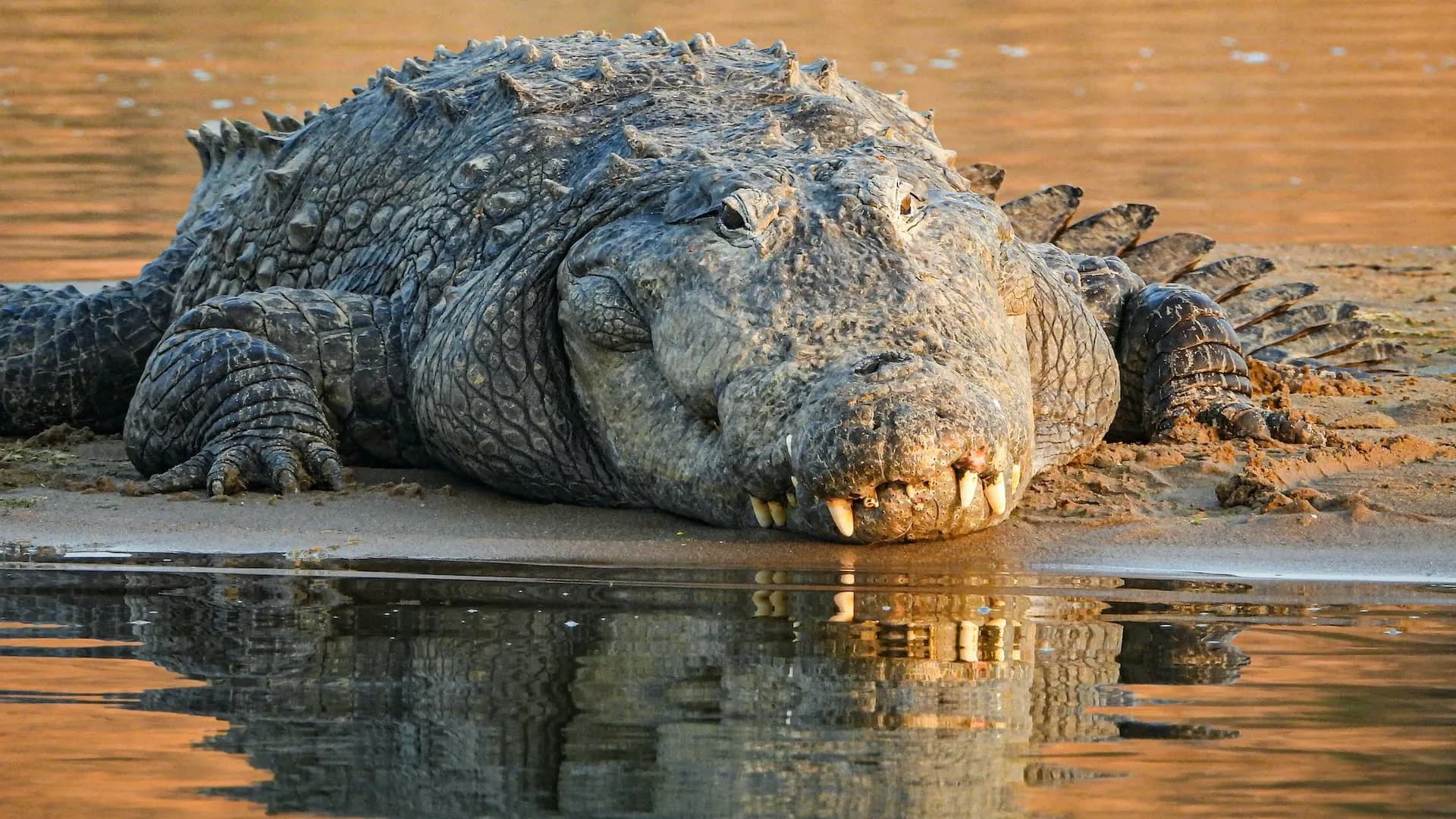 The Mugger Crocodile
