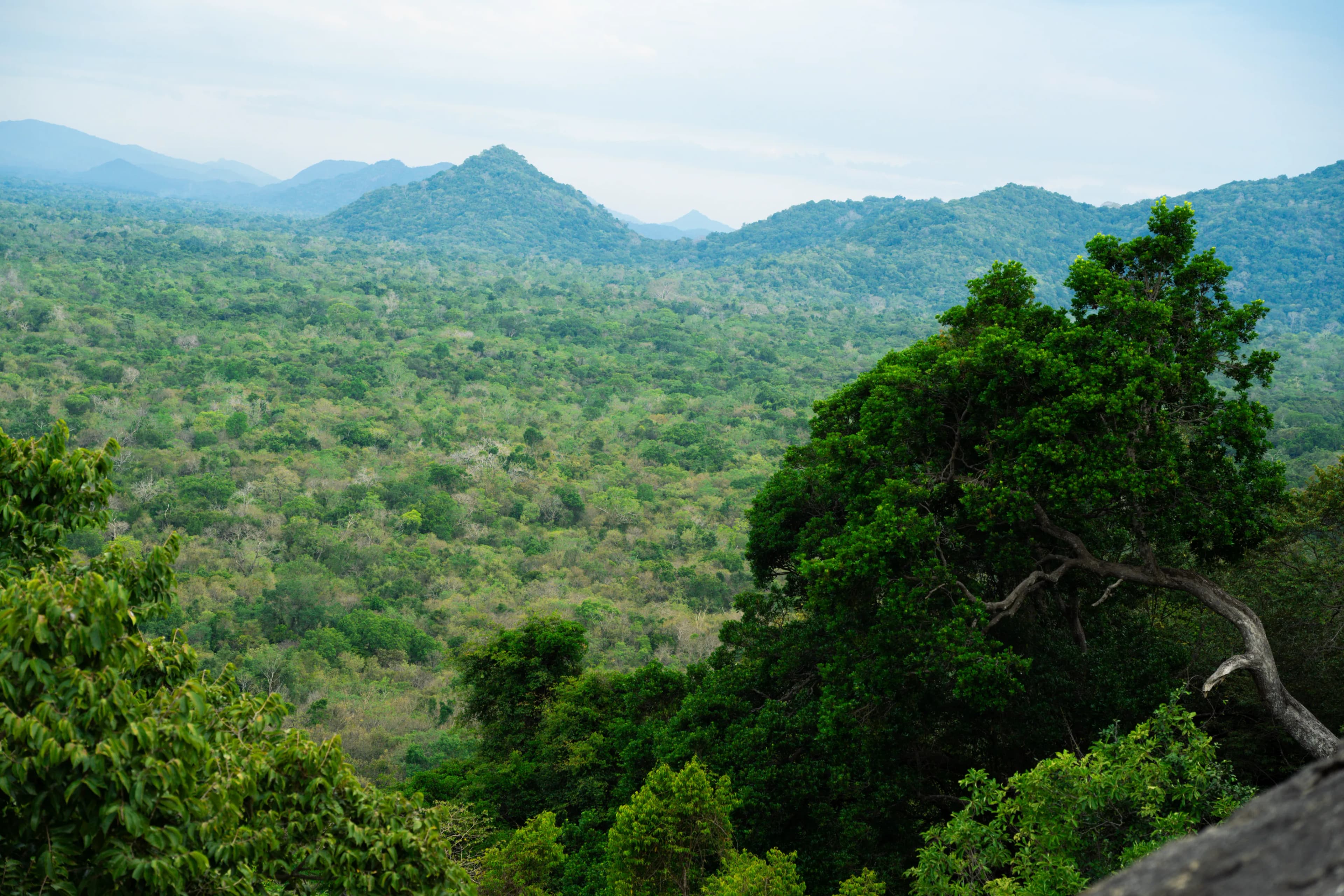 Bottom right landscape