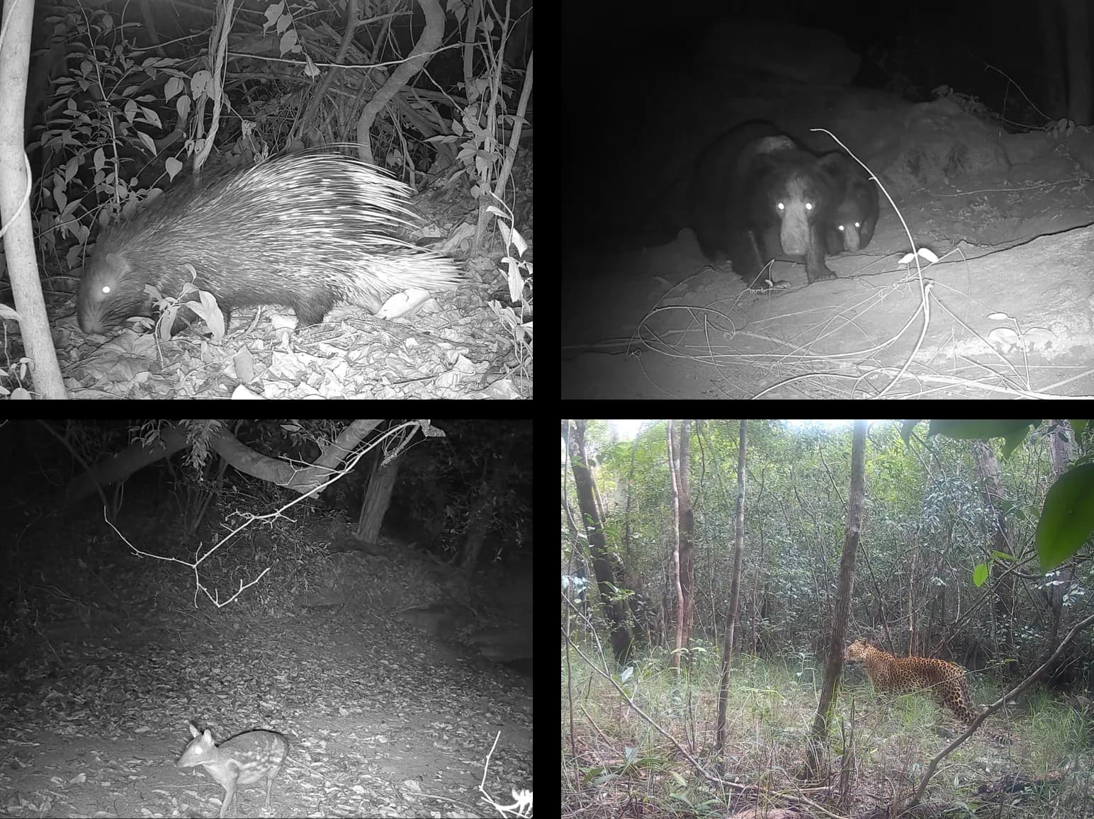 Rare moments right grid