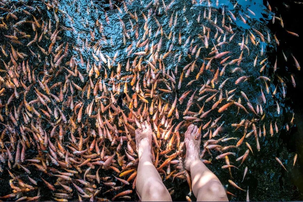 Fish Therapy