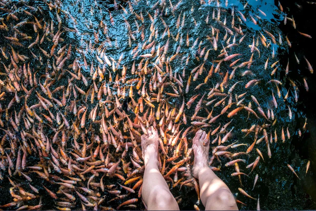 Fish Therapy