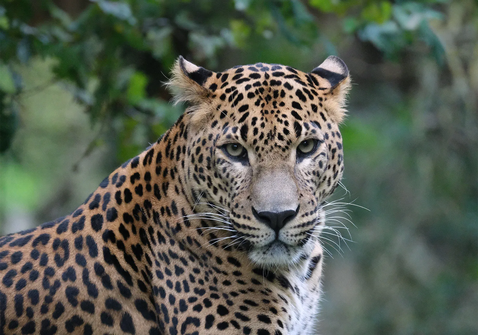 The Leopard