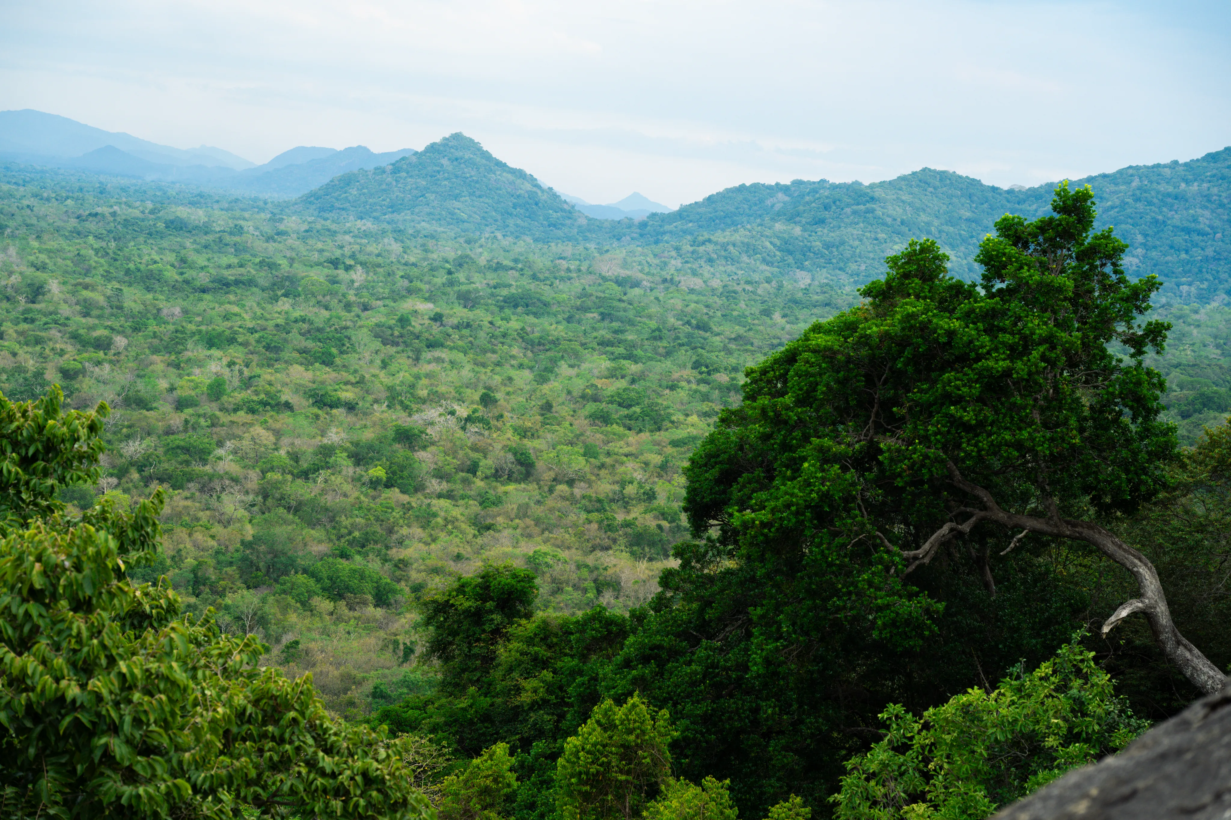 Bottom right landscape