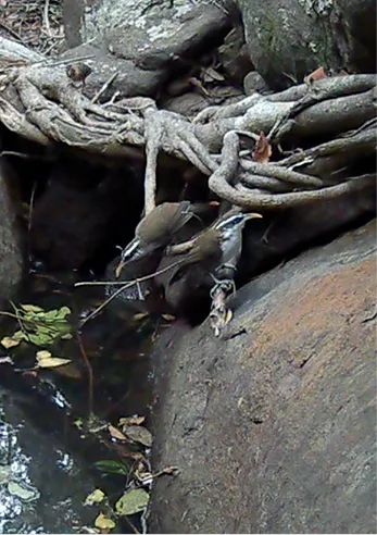 Wild habitat detail