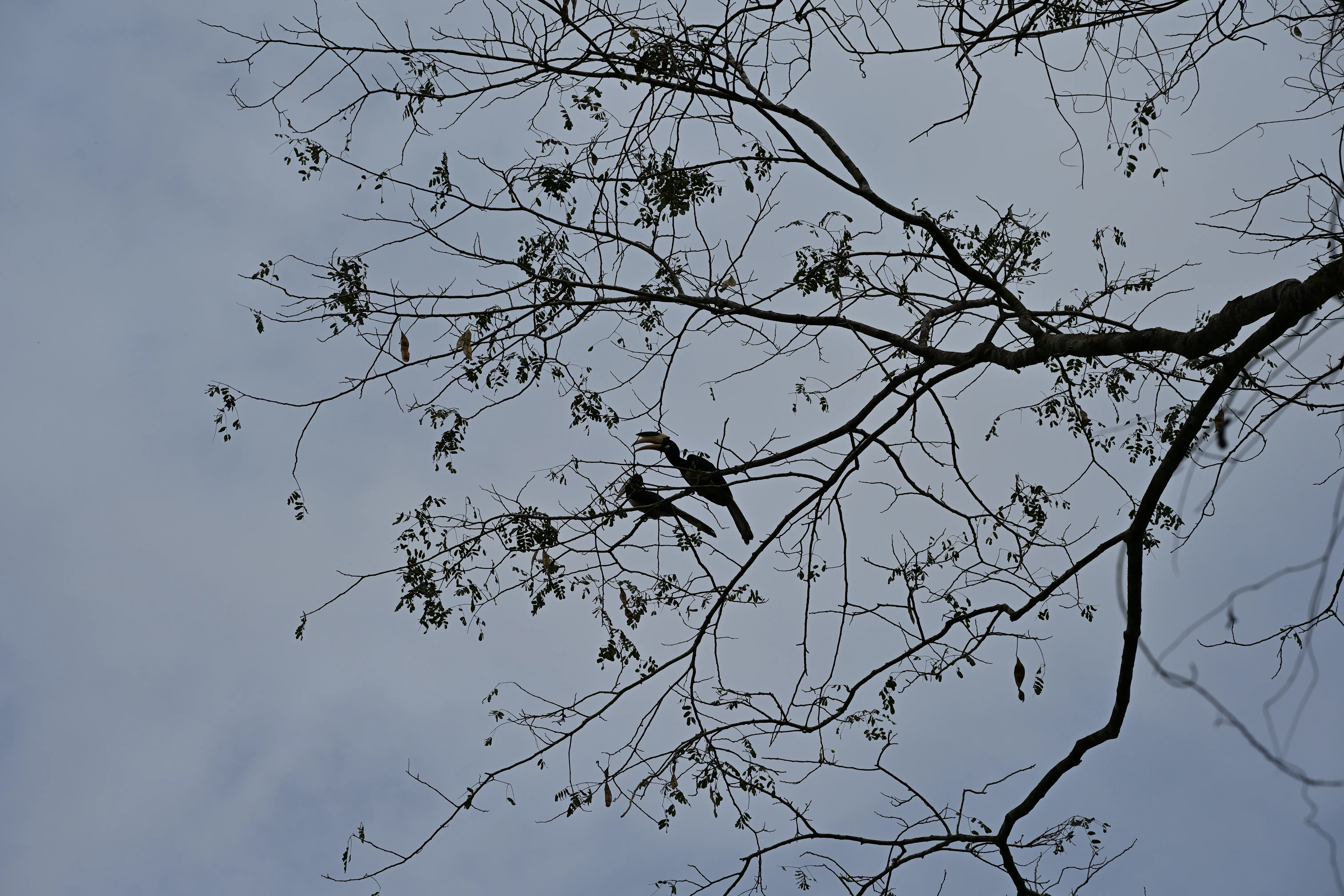 Nature 01