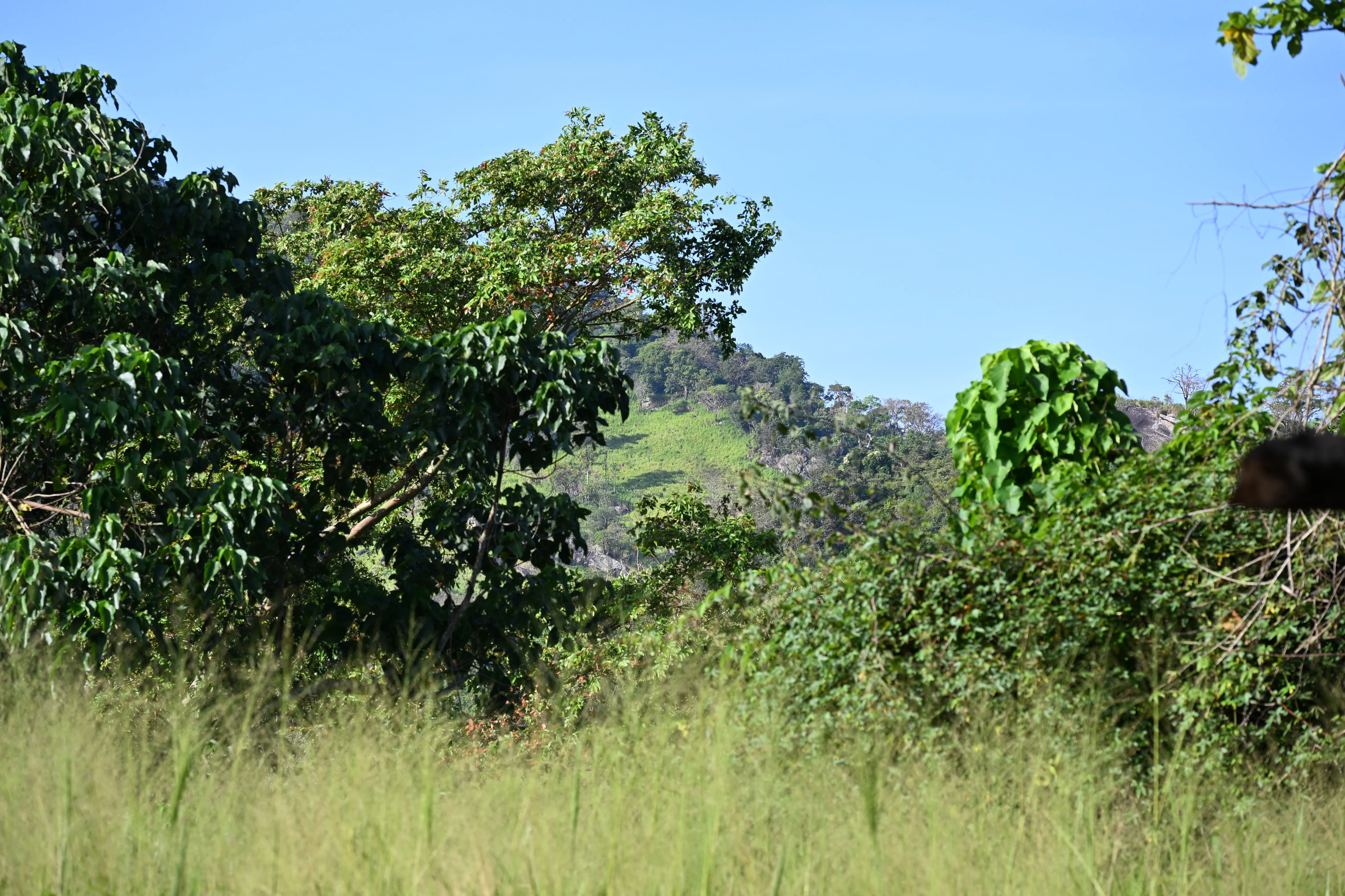 Nature 11