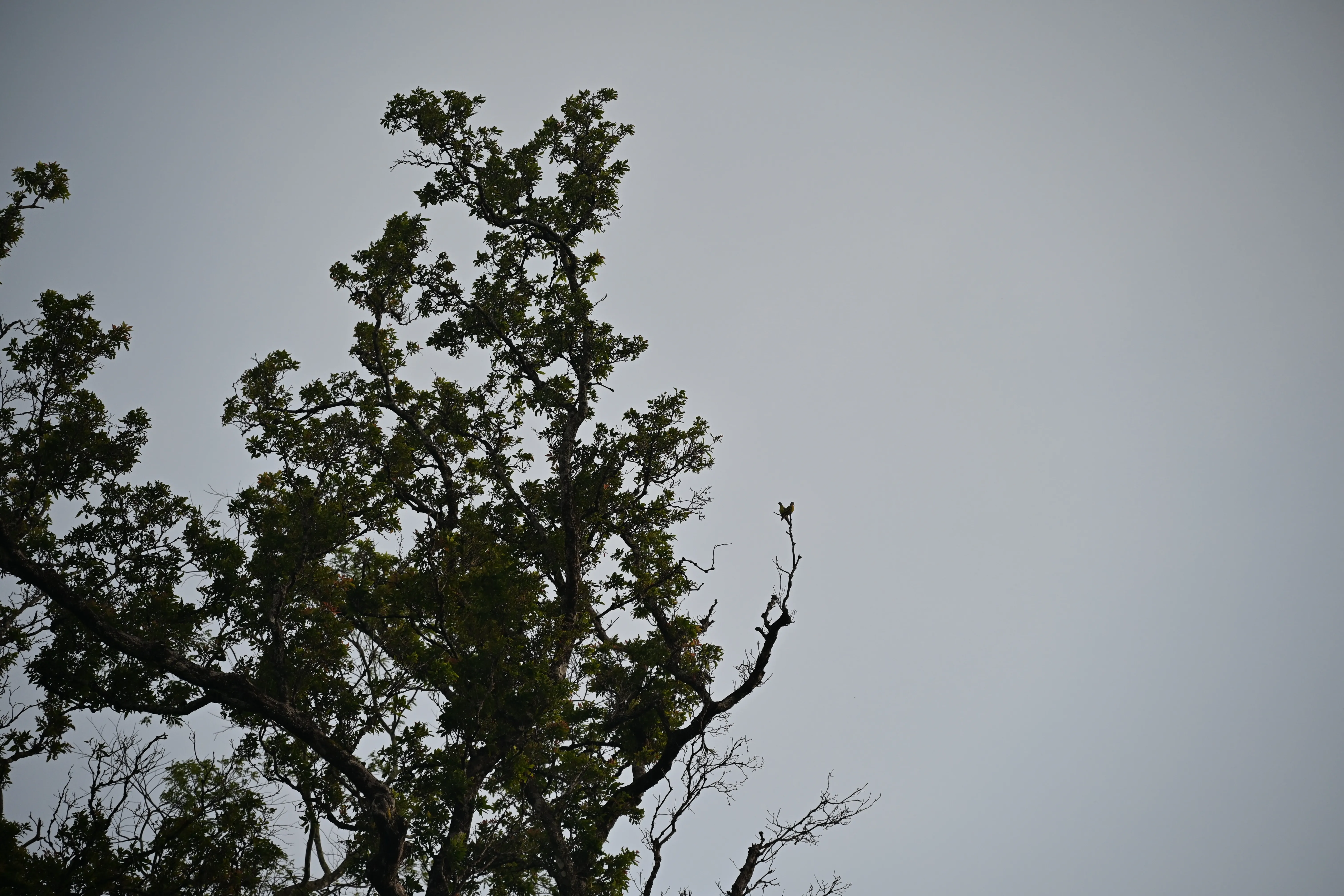 Nature 12