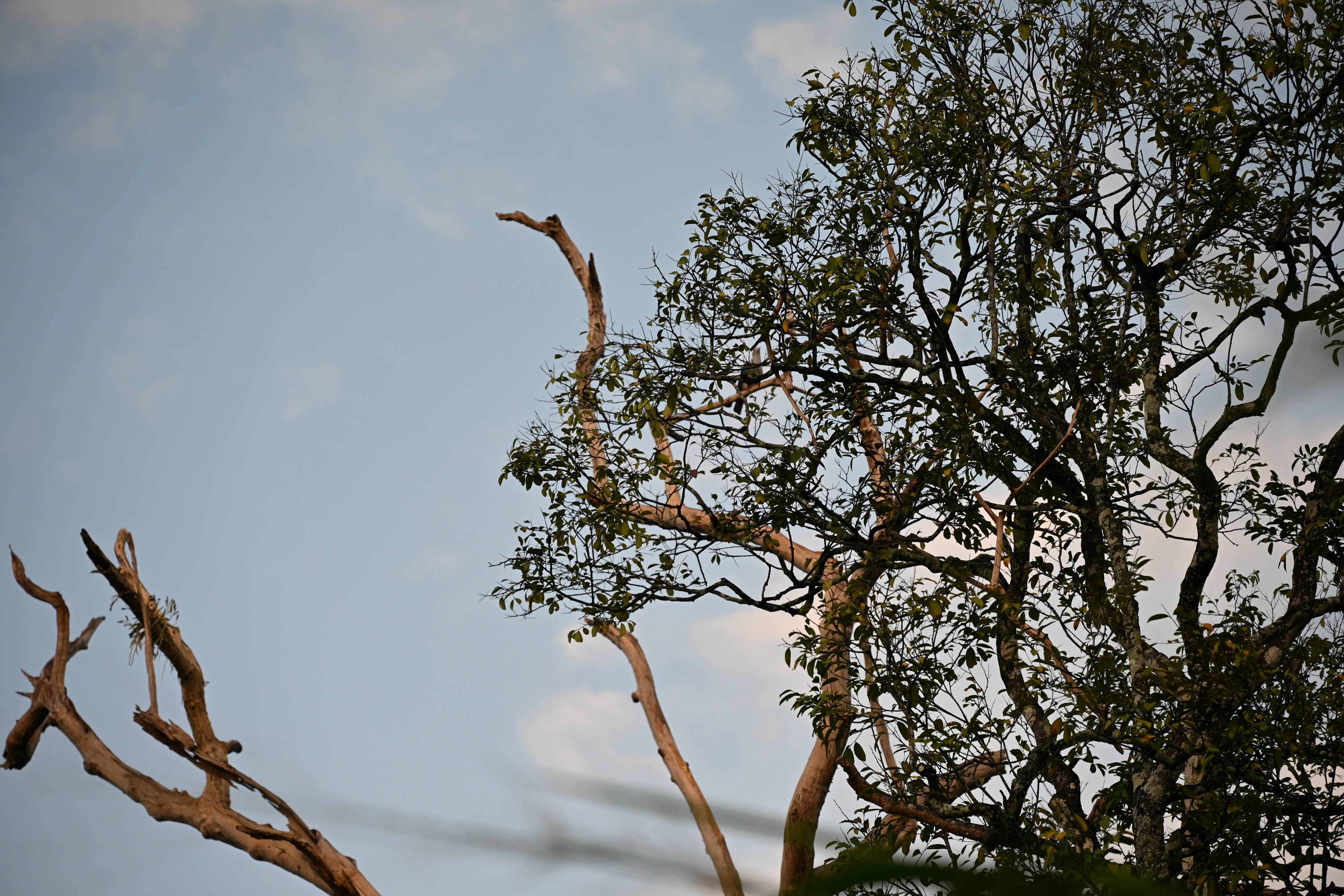 Nature 13