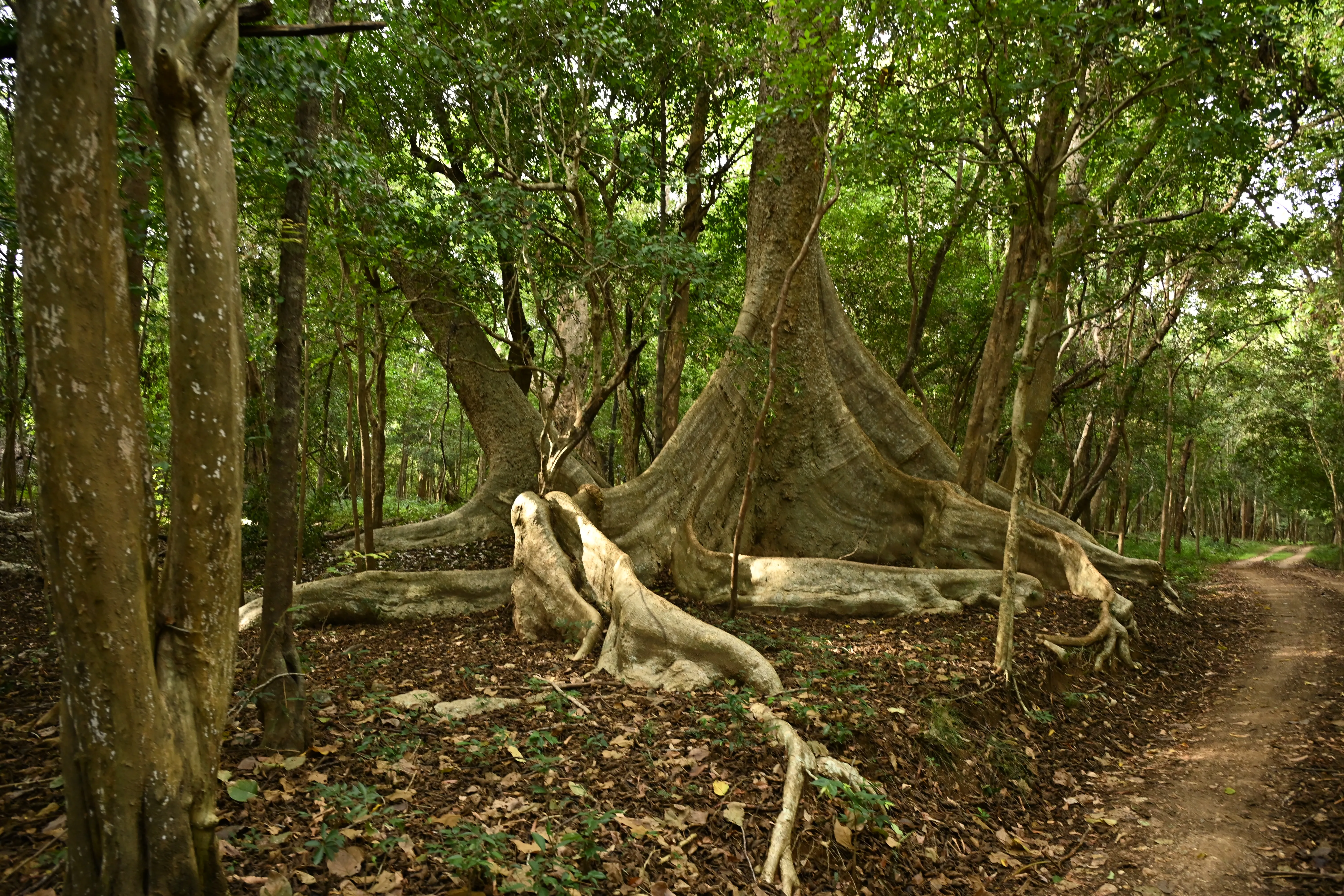 Nature 17