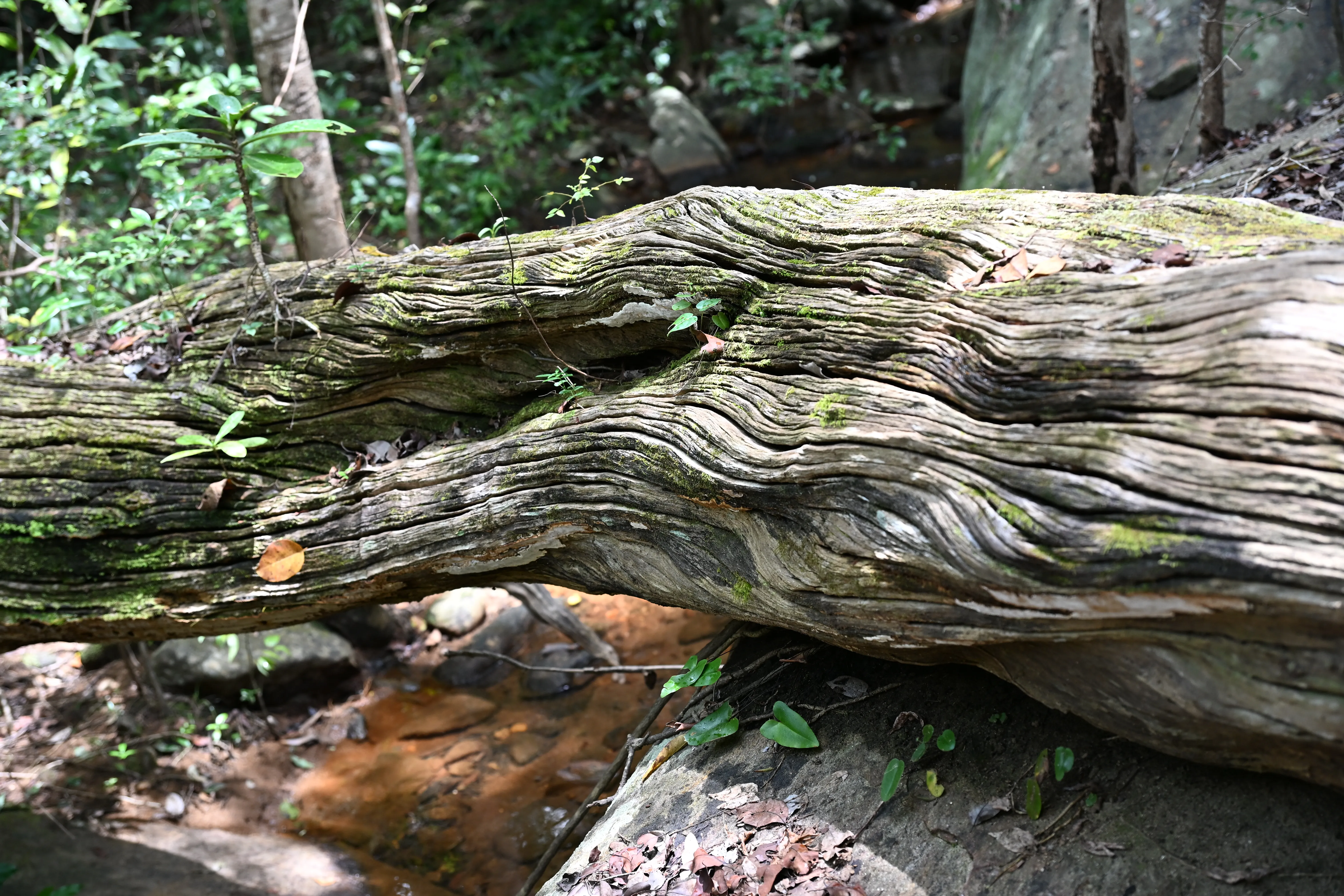 Nature 19