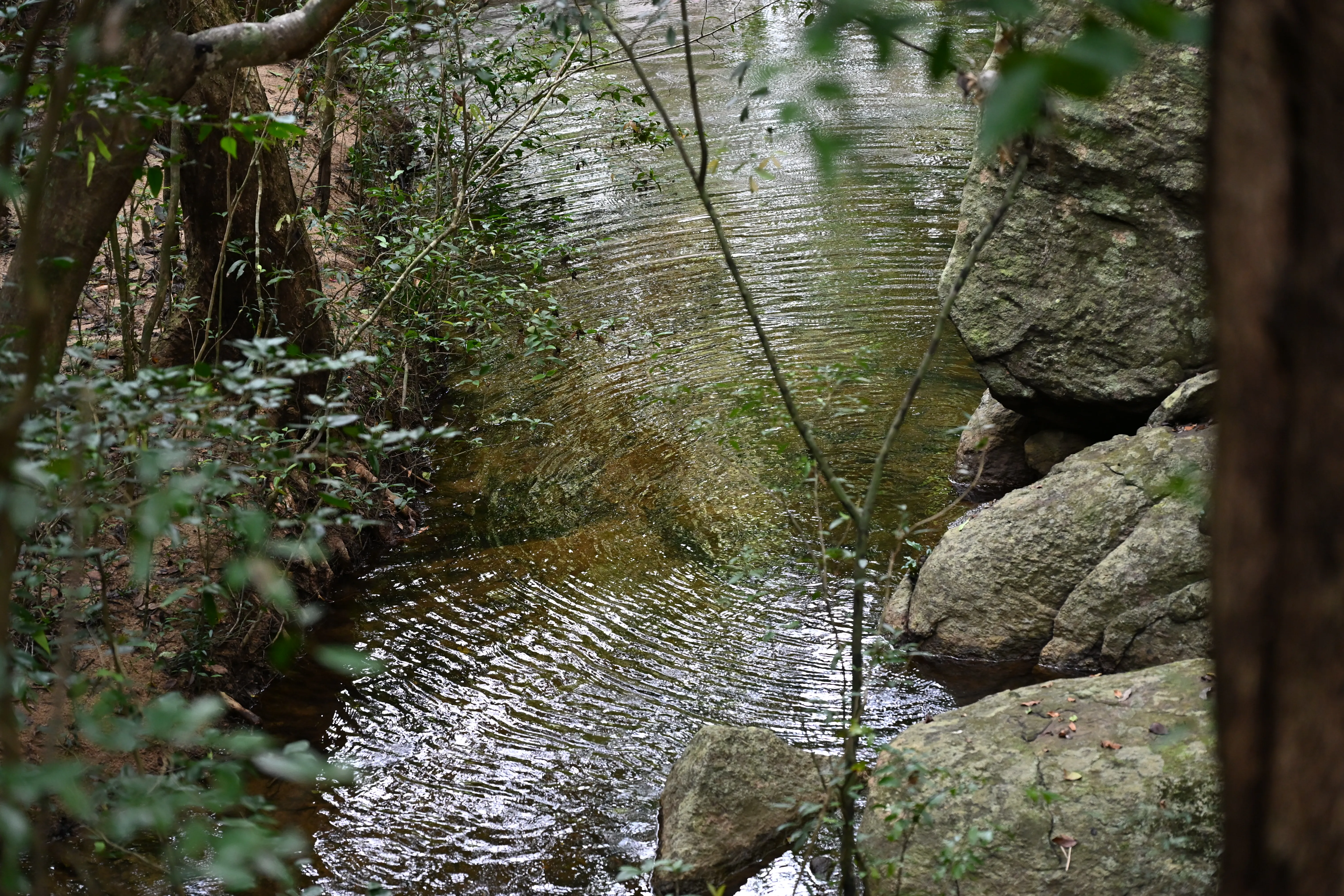 Nature 06