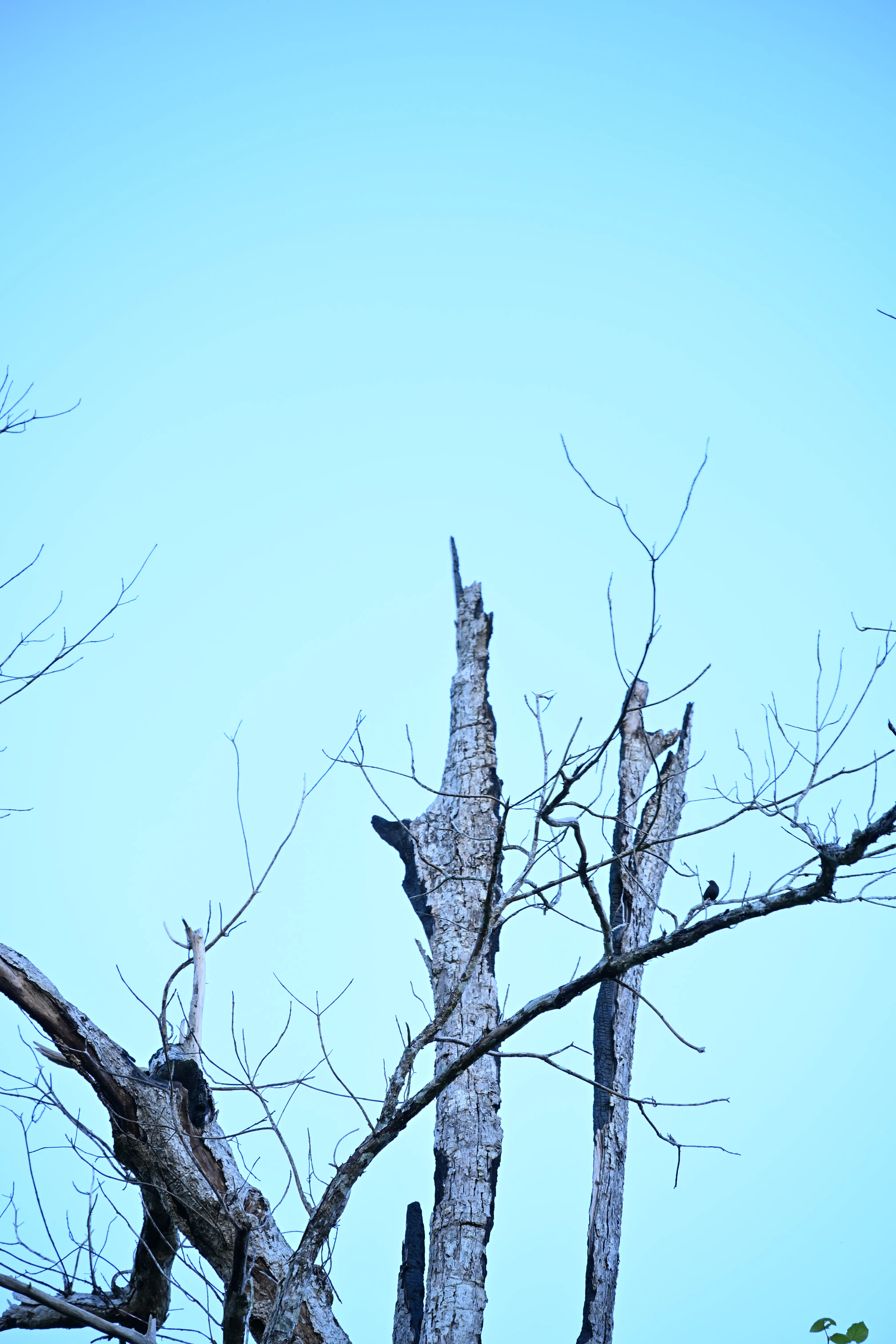 Nature 07
